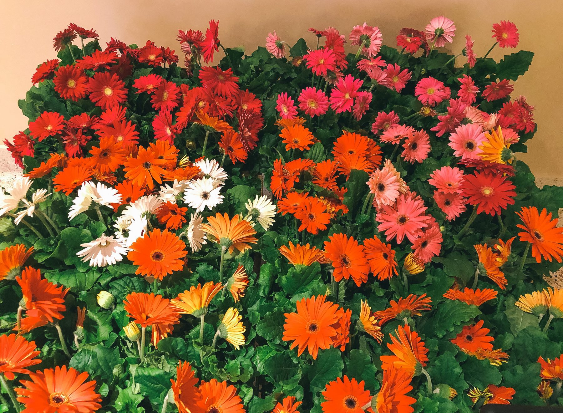 #flowers4heroes campaign
