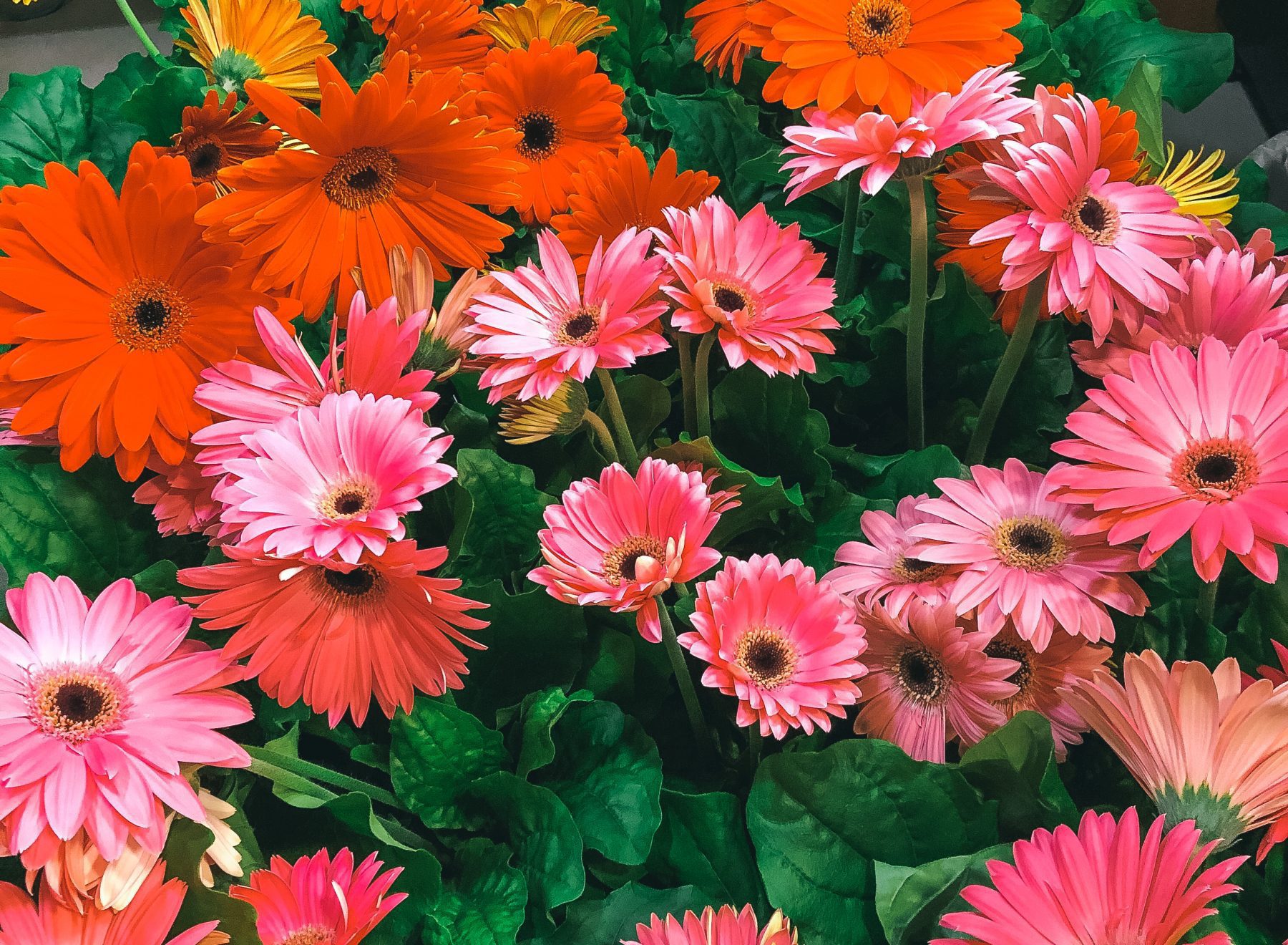 #flowers4heroes campaign