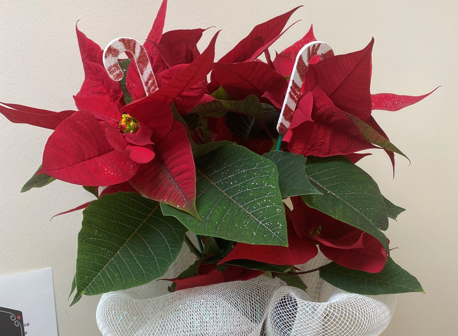 tm tenant poinsettia donation 2
